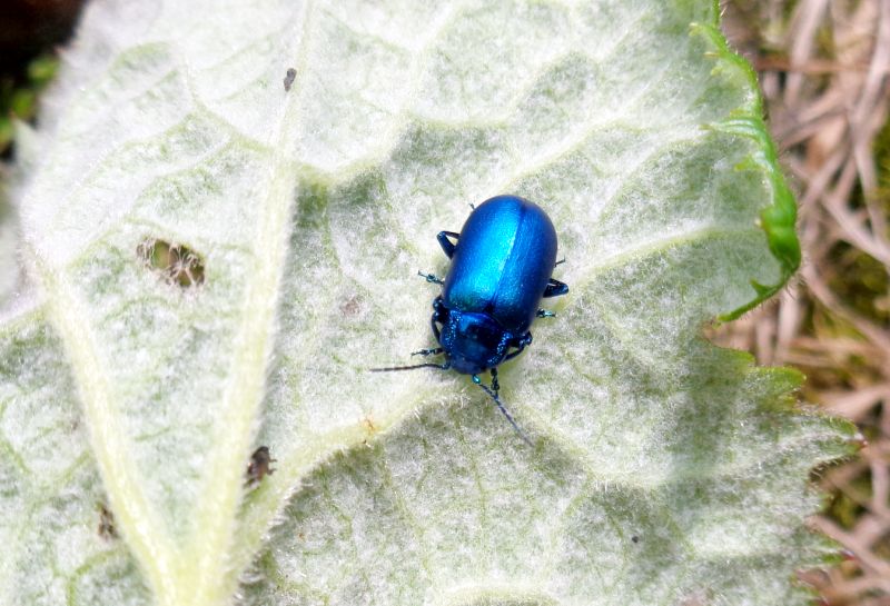 Chrysomelidae: Oreina cacaliae tristis